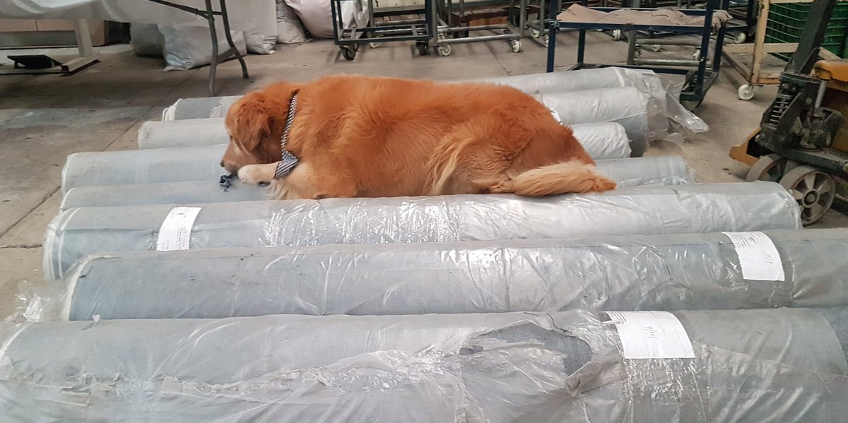 emiriv7's tweet photo. Tiempo después empezó a explorar.. Y claro que si, si el quiere jugar con la tela y dormir en los rollos CLARO QUE PUEDE Y NADIE ME LO MOLESTE!! https://t.co/3YbqctE43A
