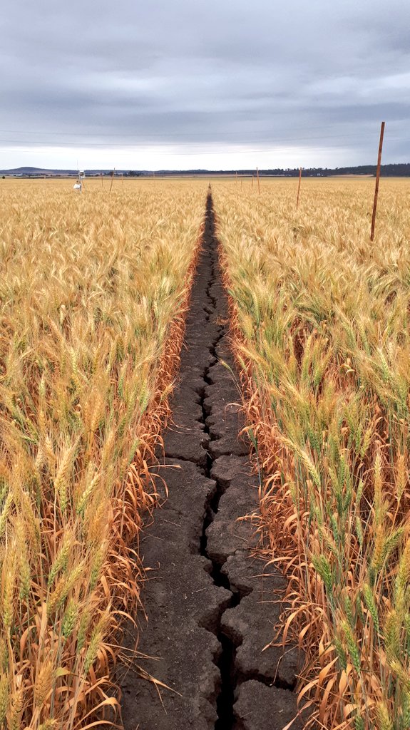 Sarah Carrick (@rasarahcarrick) on Twitter photo Final plant sampling before harvest for this years organic amendment projects 15N wheat trial near Felton, Queensland. <a href="/SustainableAg_/">Sustainable.Ag</a> <a href="/UnlockSoilOAs/">UnlockSoilOAs</a> #15N <a href="/dirtnurd/">Ben Vickery</a> #wheat #harvesttime Final plant sampling before harvest for this years organic amendment projects 15N wheat trial near Felton, Queensland. <a href="/SustainableAg_/">Sustainable.Ag</a> <a href="/UnlockSoilOAs/">UnlockSoilOAs</a> #15N <a href="/dirtnurd/">Ben Vickery</a> #wheat #harvesttime