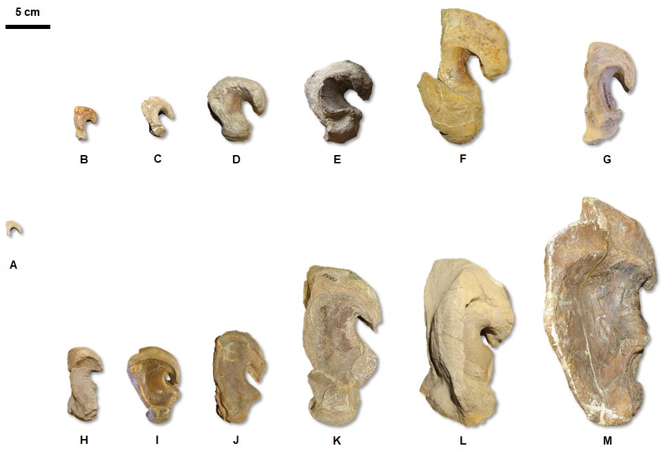 Finally, I recovered lots of intra- and interspecific variation in the quadrate bone, which is part of the jaw joint; note how mature Tn look like immature Tp. This is interesting, since previous work has claimed that quadrates to not vary ontogenetically.18/21