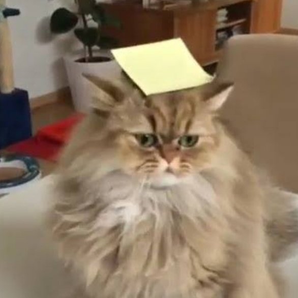 Hinata as a cat - a thread