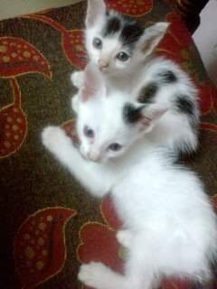 HaridasKishore's tweet photo. #Cutees..... https://t.co/SLL6bea30o