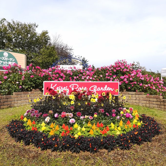 バラ園のtwitterイラスト検索結果 古い順