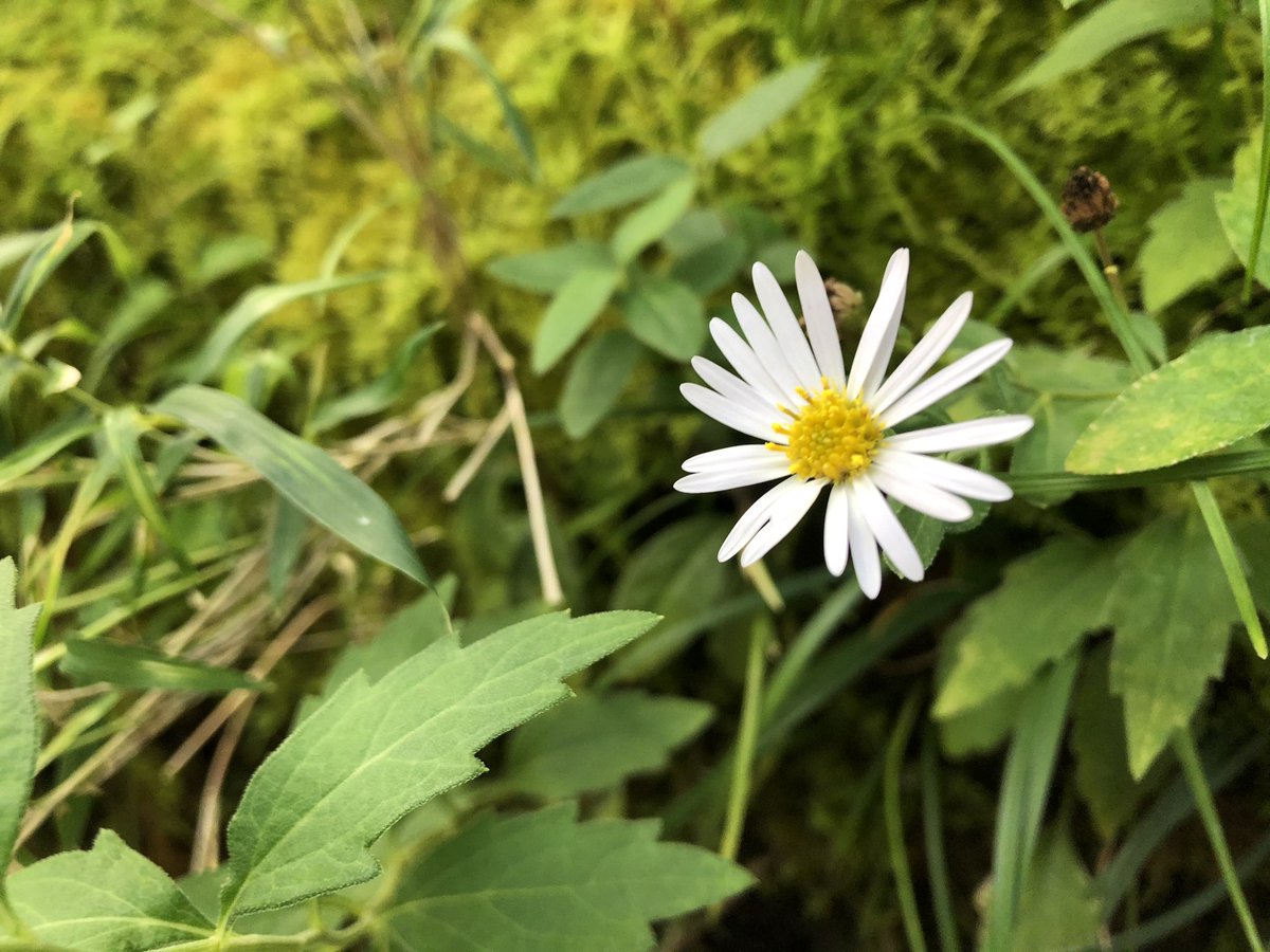草の名は コヨメナ 三軒茶屋にて キク科の多年草 小さな嫁菜で小嫁菜 食べられる 若菜が山菜として扱われたり 生薬にされる 中国ではより進んで野菜として栽培される 1000日チャレンジ 370日目 草の名は コヨメナ 三軒茶屋にて キク科の多年草 小さな嫁菜で小嫁菜 食べられる 若菜が山菜として扱われたり 生薬にされる 中国ではより進んで野菜として栽培される 1000日チャレンジ 370日目