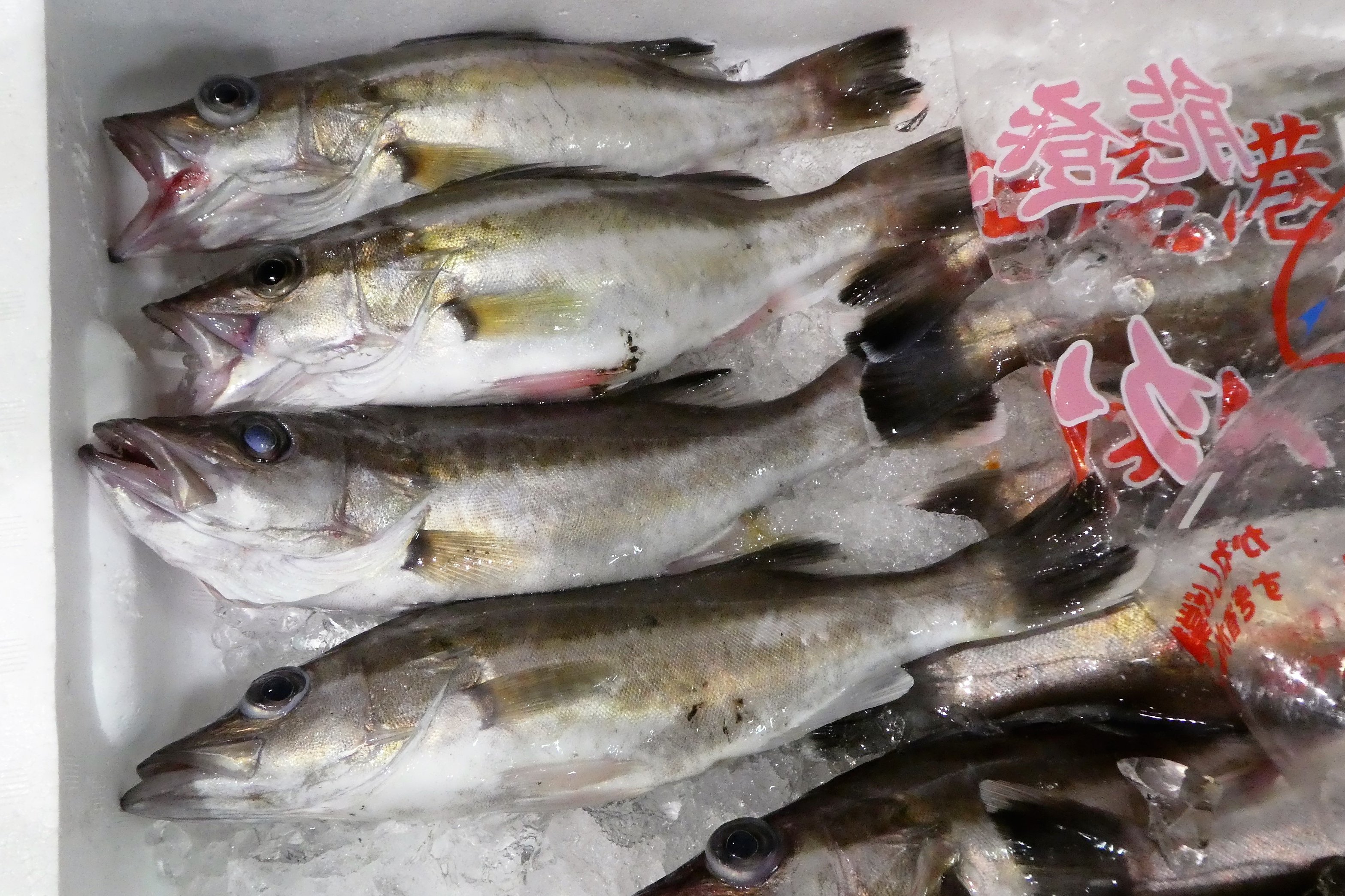 ザ 豊洲市場 公式 アラ 全長1mになる大型魚 写真のような幼魚には暗褐色の縦帯が走るのが特徴 非常に美味しく 薄造りや鍋料理をはじめ 焼き物 蒸し物などさまざまな料理に使えます ひれ 特に背びれ やえらぶたの鋭いトゲには要注意 西日本