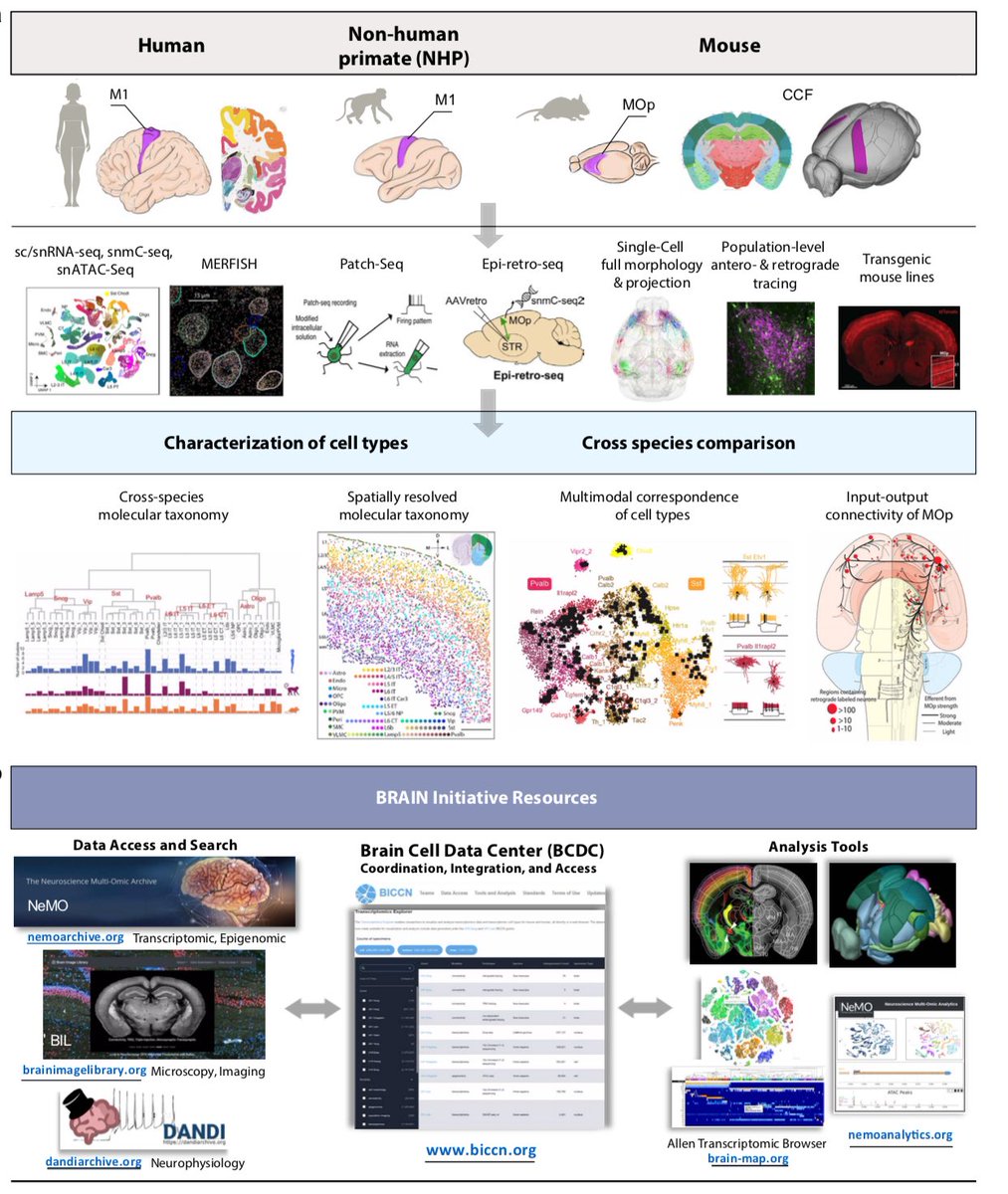 It’s a great pleasure to work with such an amazingly collaborative group of neuroscientists, computational and molecular biologists in the BRAIN Initiative Cell Census Network. This is just the first fruit of the BICCN effort. biorxiv.org/content/10.110…