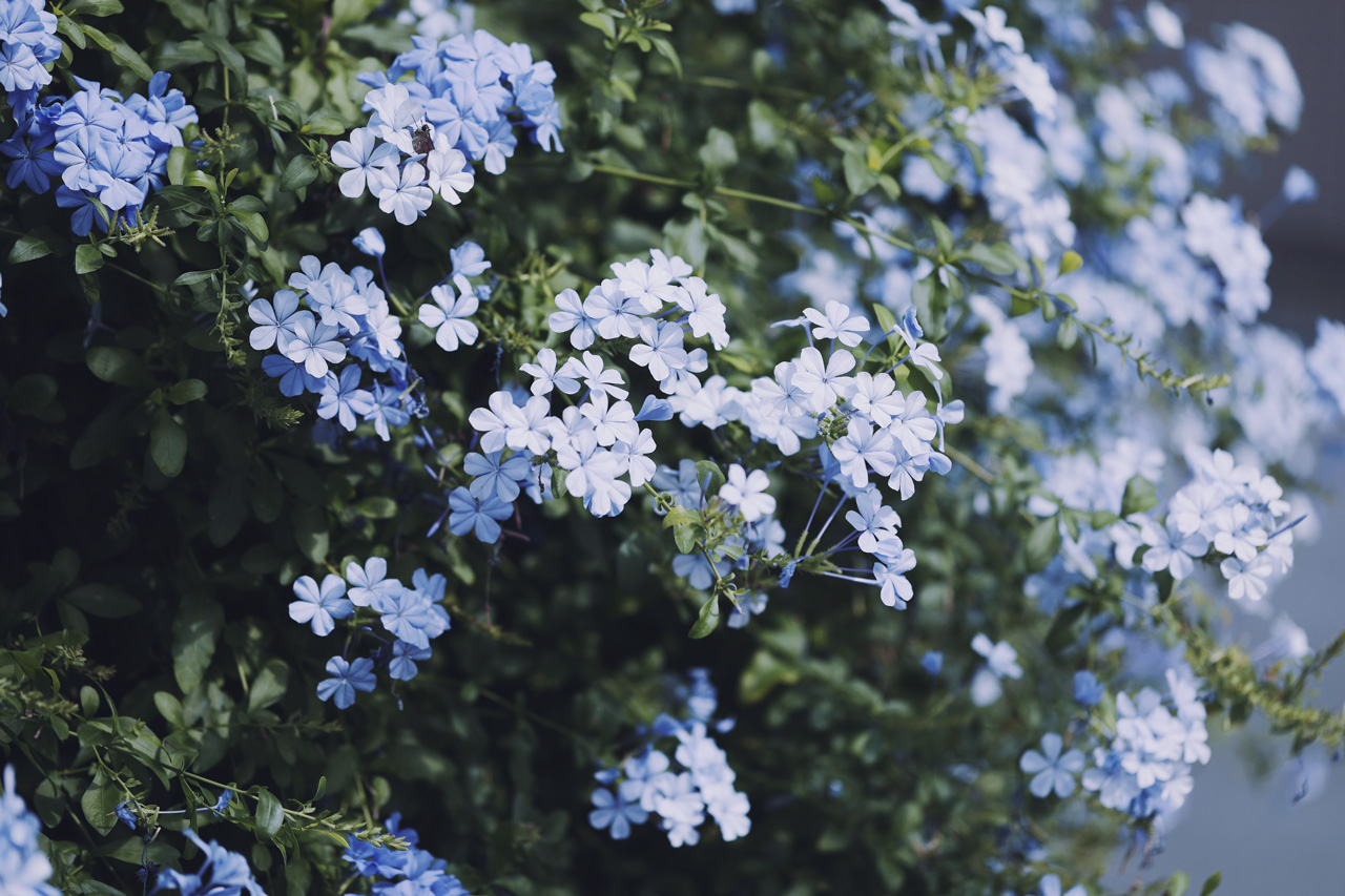 Twitter 上的neo Himeism 瑠璃茉莉 ルリマツリ T Co Jzsyepsiwk Twitter