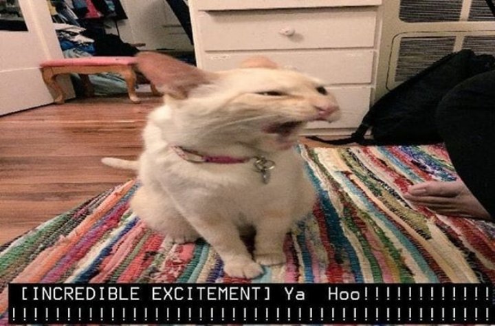Me looking forward to the future
#Memes #CatsOfTwitter https://t.co/lPt1afxAPK