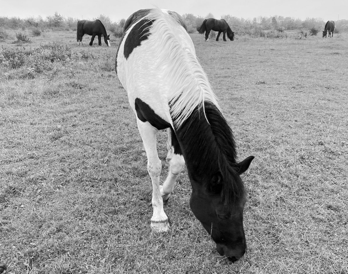 HazzyC's tweet image. The girl is probably asleep in her stable (near my house, seeable and hearable from my bedroom!) and *I’m* awake a lot of the night thinking about how to help her settle into her new home  #horse #tiredhuman