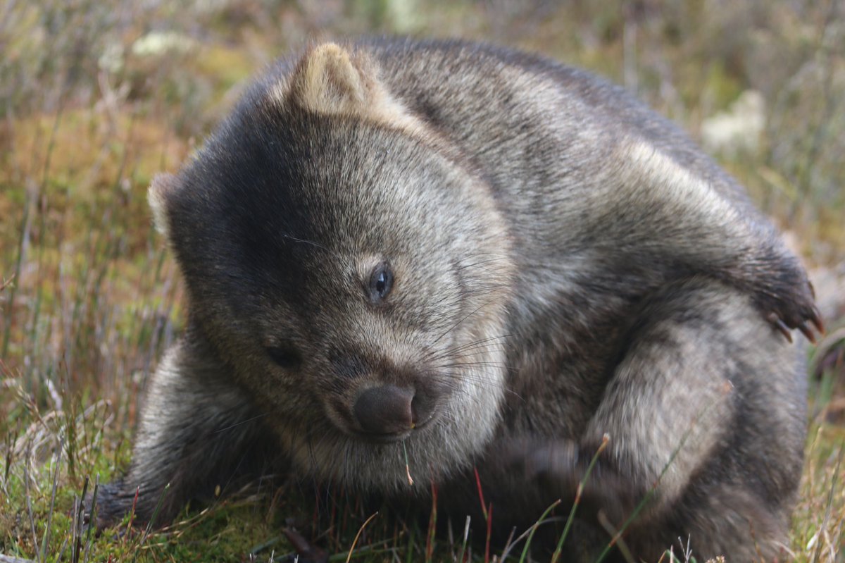 Incidentally, if we were to have a  #FatWombatWeek (equivalent of  #FatBearWeek in the USA), this chonk would be my primary contender - look at that chin!