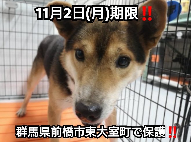 最も人気のある 前橋 保健所 犬 かわいい犬のアニメ