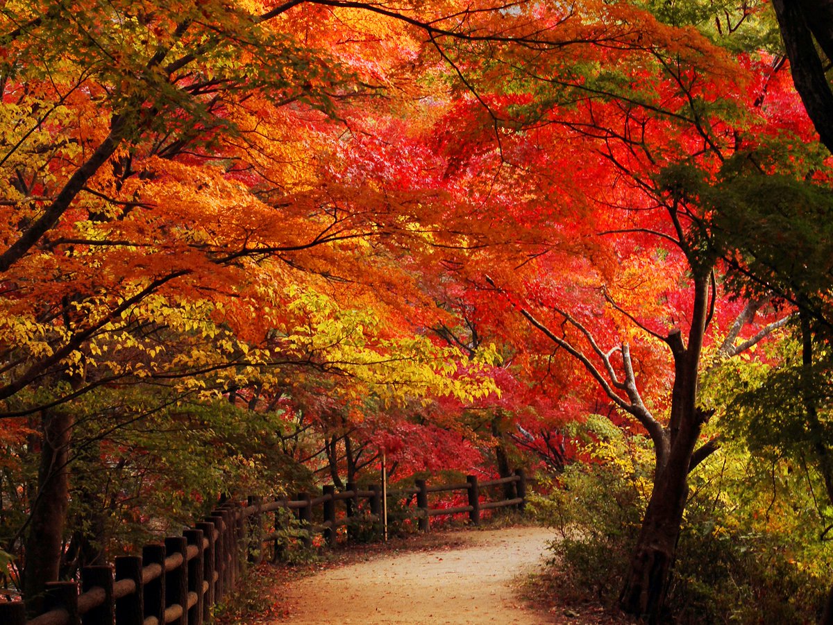 神戸観光局 今年の秋は神戸で紅葉狩り 六甲山では徐々に木々が色づいて 秋が深まってきました 神戸 には都心部 六甲山 有馬温泉など 様々なエリアに美しい紅葉を鑑賞できるスポットがたくさん 神戸のオススメの紅葉スポットと 合わせて開催され