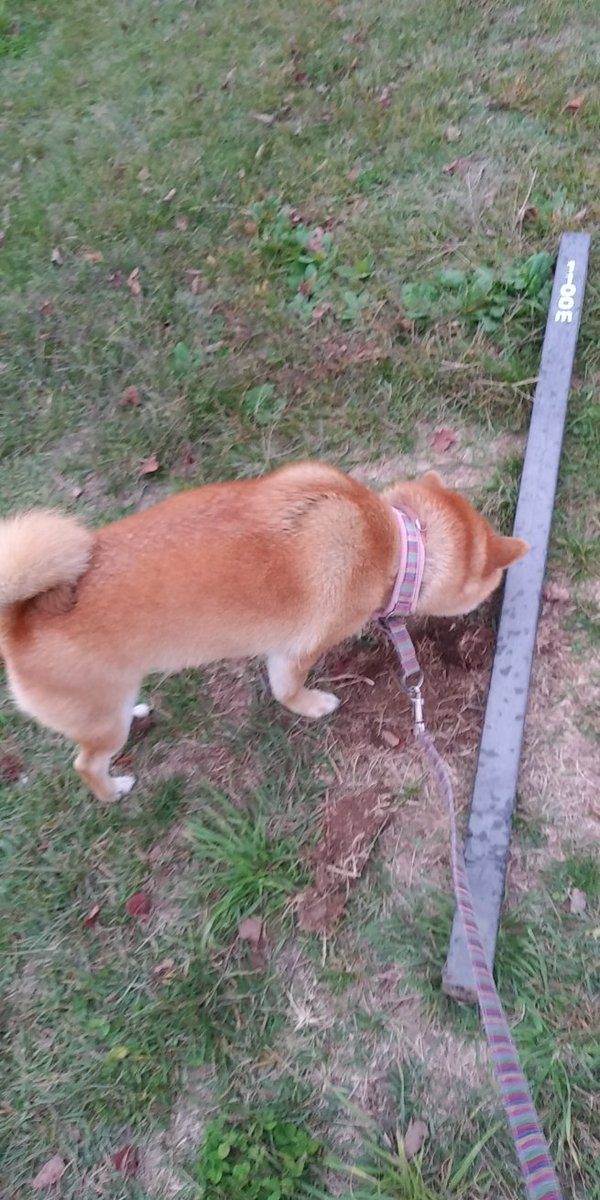 柴犬ニッキ この棒に何か書いてあるよ 110はおまわりさん 1100は ミミズさんがついてるから聞いてみるね ここにいますか 柴犬 犬好きな人と繋がりたい いぬのきもち いぬのいる暮らし