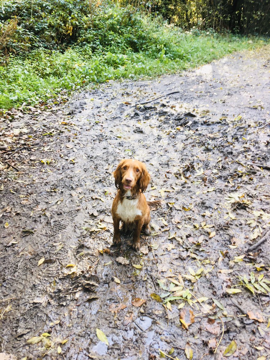 MelanieMasson1's tweet photo. This morning’s muddy walk pic.This boy is hilarious, he’s such a showbiz dog! Whenever he sees the camera, he sits and smiles. I wonder who he gets that from?! ❤️🐶#RustyAdventures https://t.co/m2MmkFtJu0