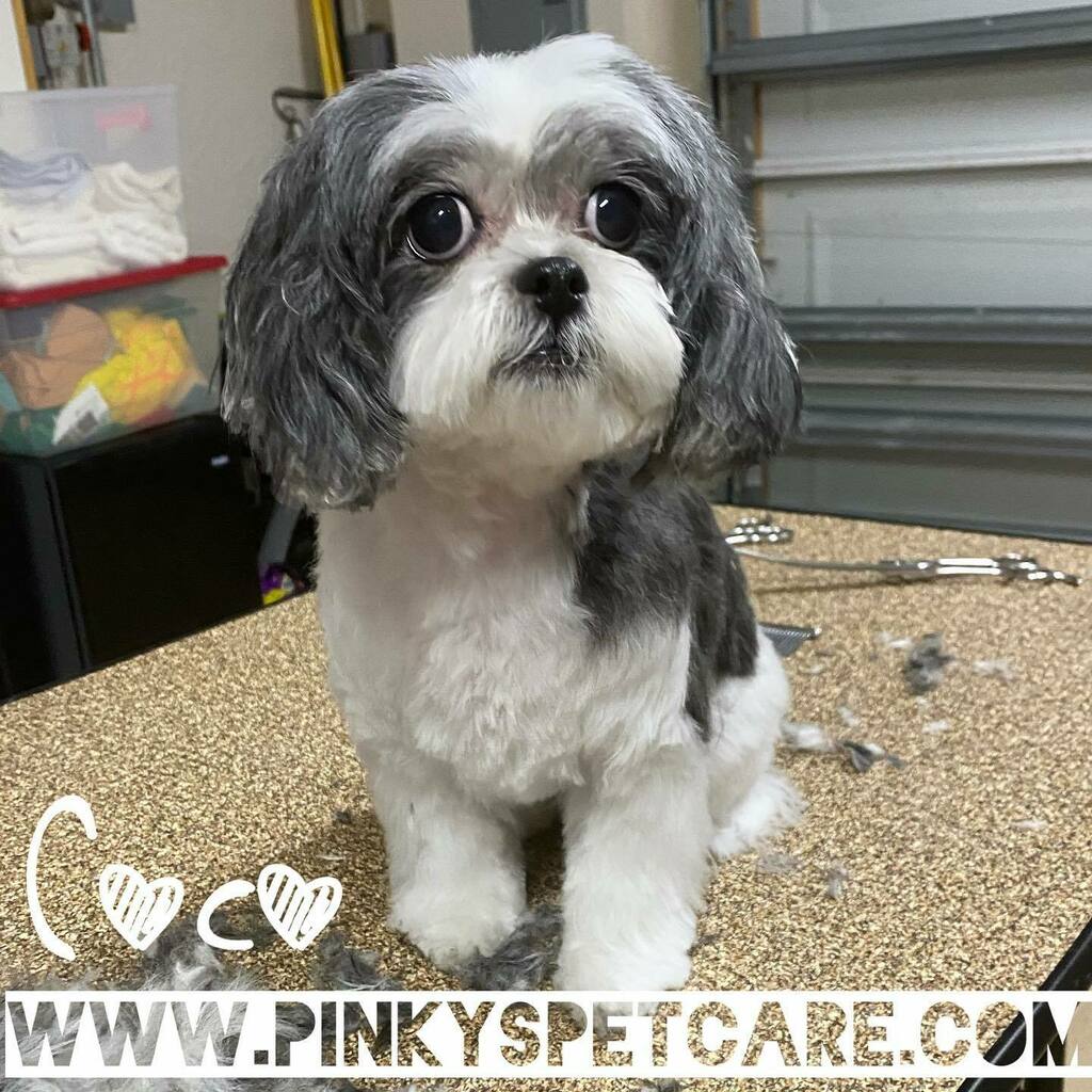 Pinkyspetcare tweet picture
