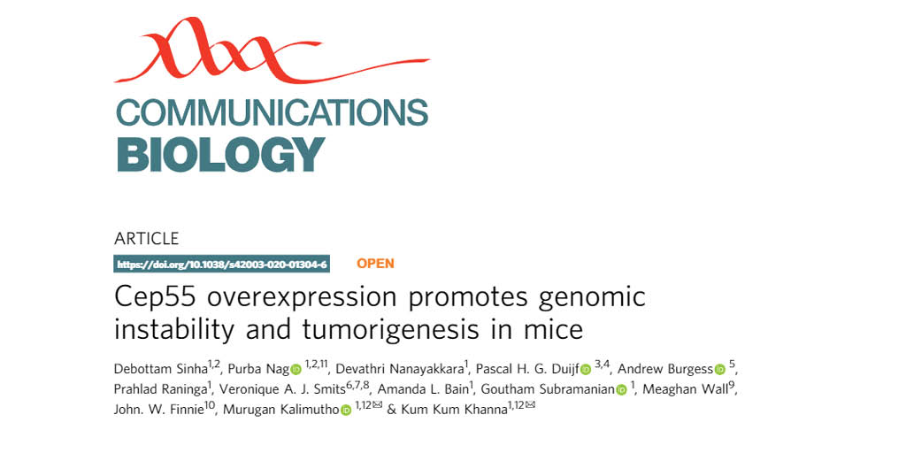 New #QIMRBerghofer led research in Comms Biology shows #Cep55 overexpression promotes genomic instability & tumorigenesis: rdcu.be/b8OZc 

@drMKalimutho @drKhannaKK @GouthamNS5 @RaningaPrahlad @devathri @DuijfLab @DrAndrewBurgess