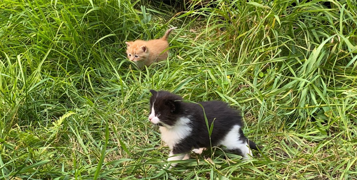 tiny cats