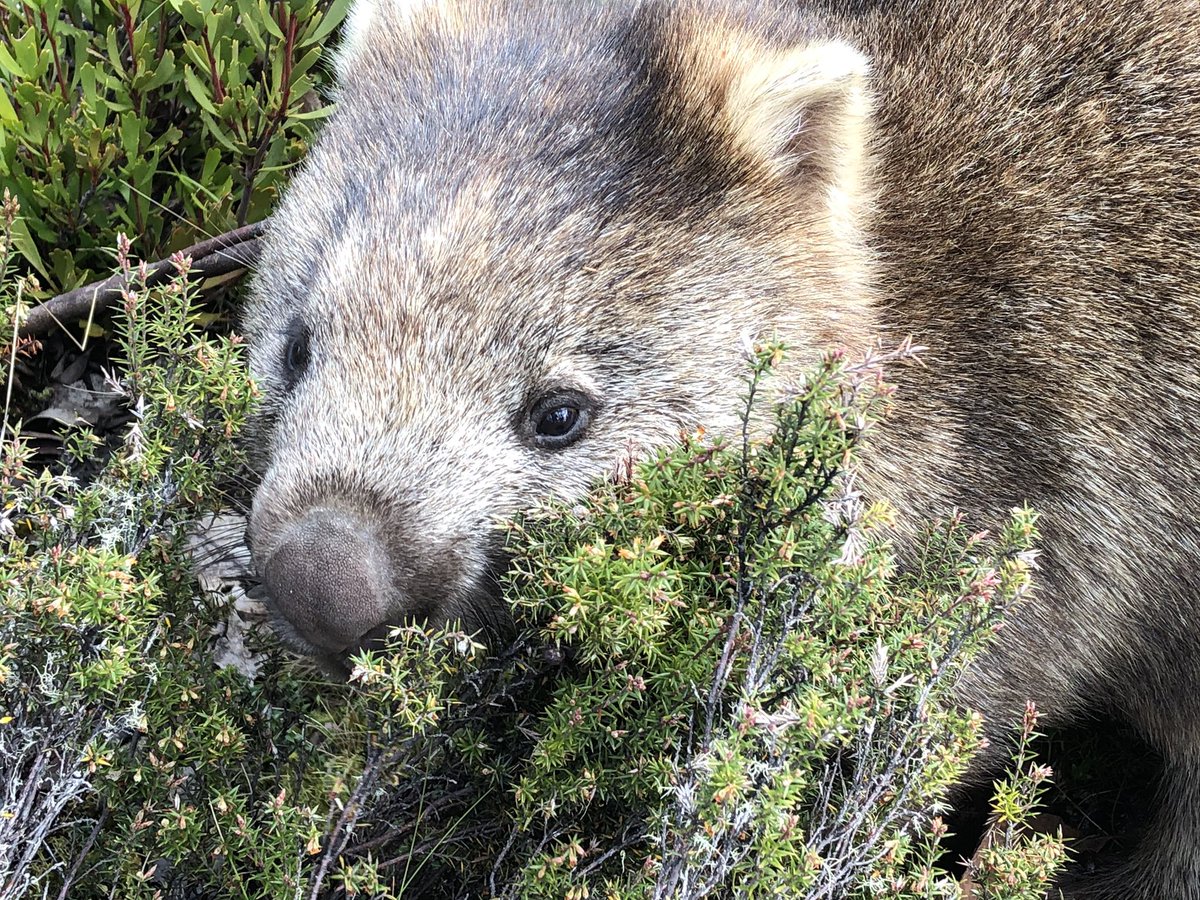 Wombat camouflage is unparalleled in the animal kingdom - is it a furry bush, a hungry rock? There’s just no way of knowing #NationalWombatDay