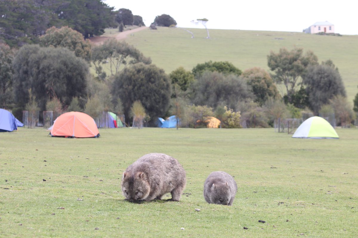 Wombat camouflage is unparalleled in the animal kingdom - is it a furry bush, a hungry rock? There’s just no way of knowing #NationalWombatDay