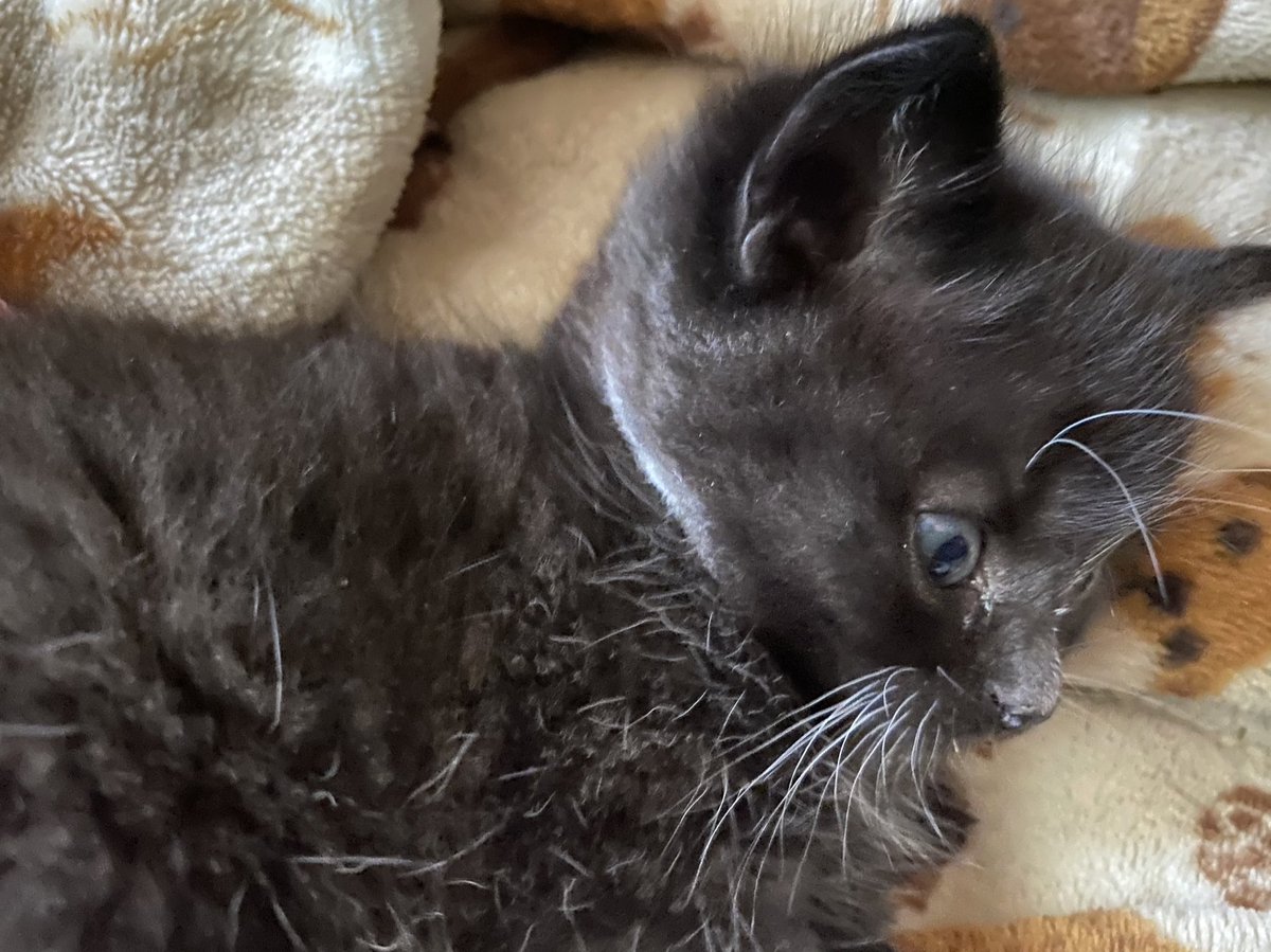 fireball vibing in the corner