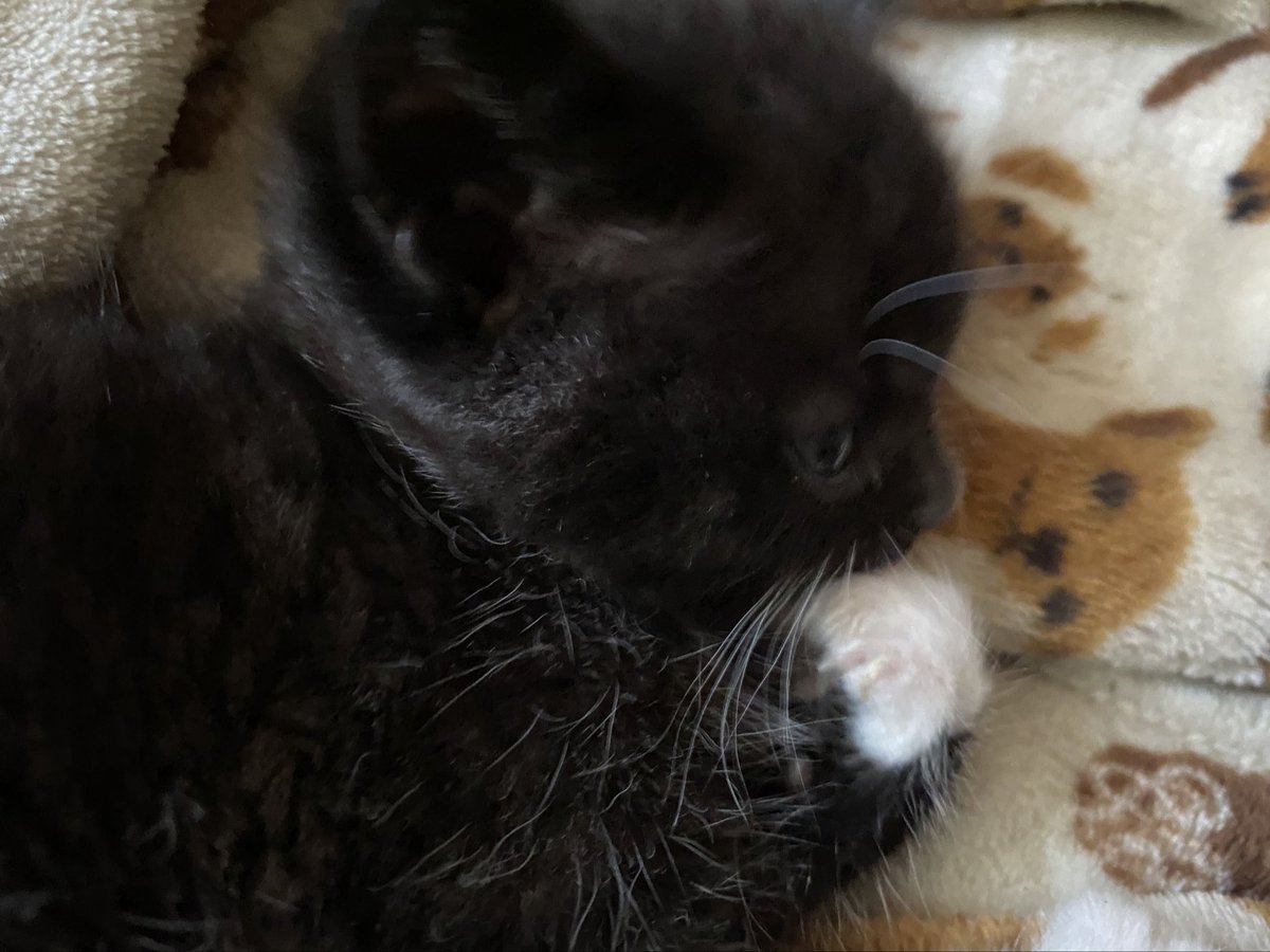 fireball vibing in the corner