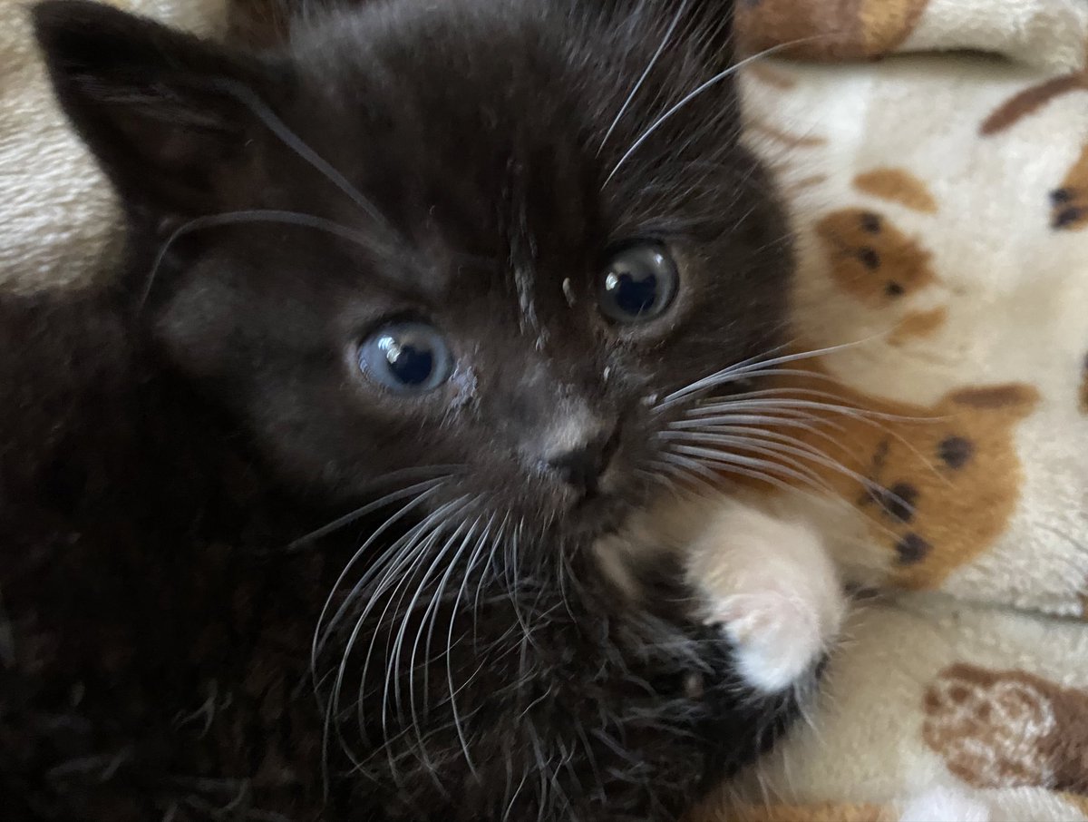 fireball vibing in the corner