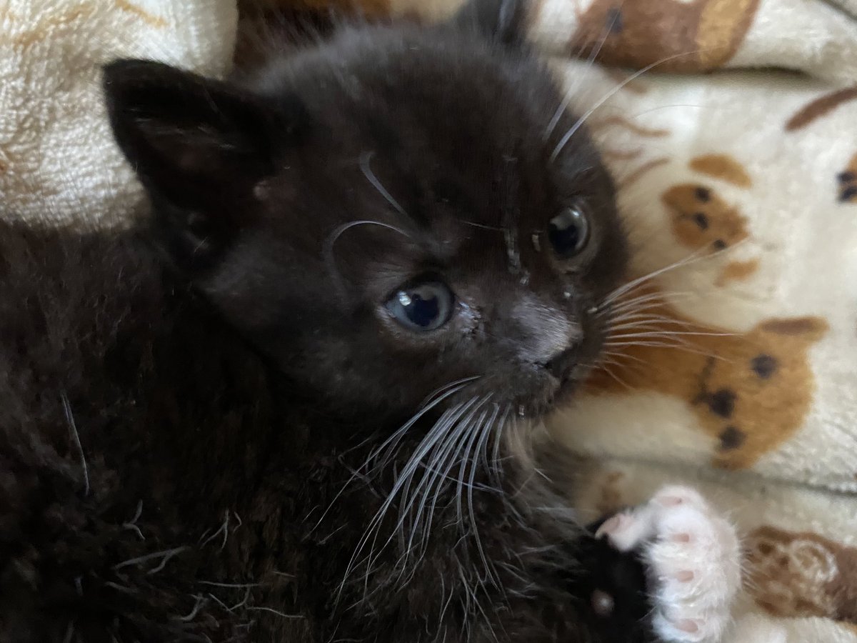 fireball vibing in the corner