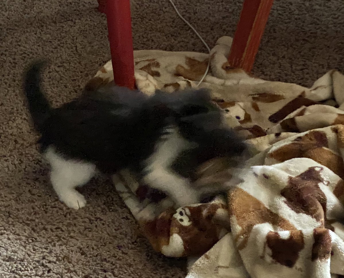 fireball vibing in the corner