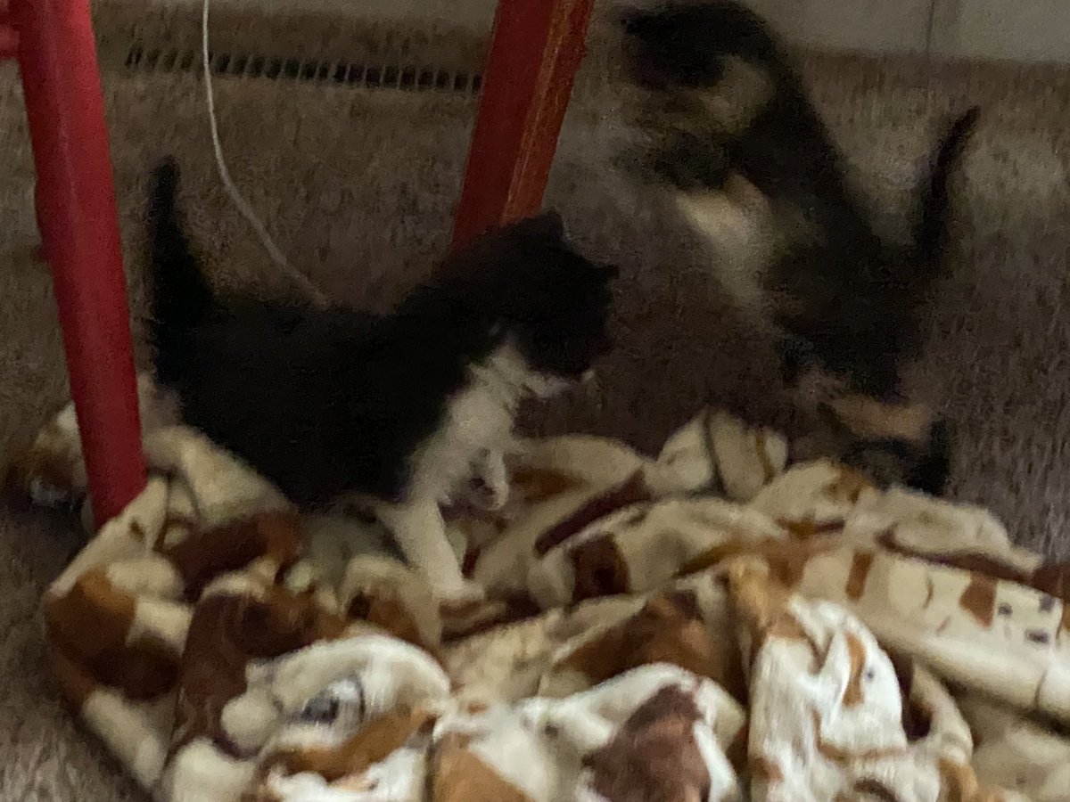 fireball vibing in the corner