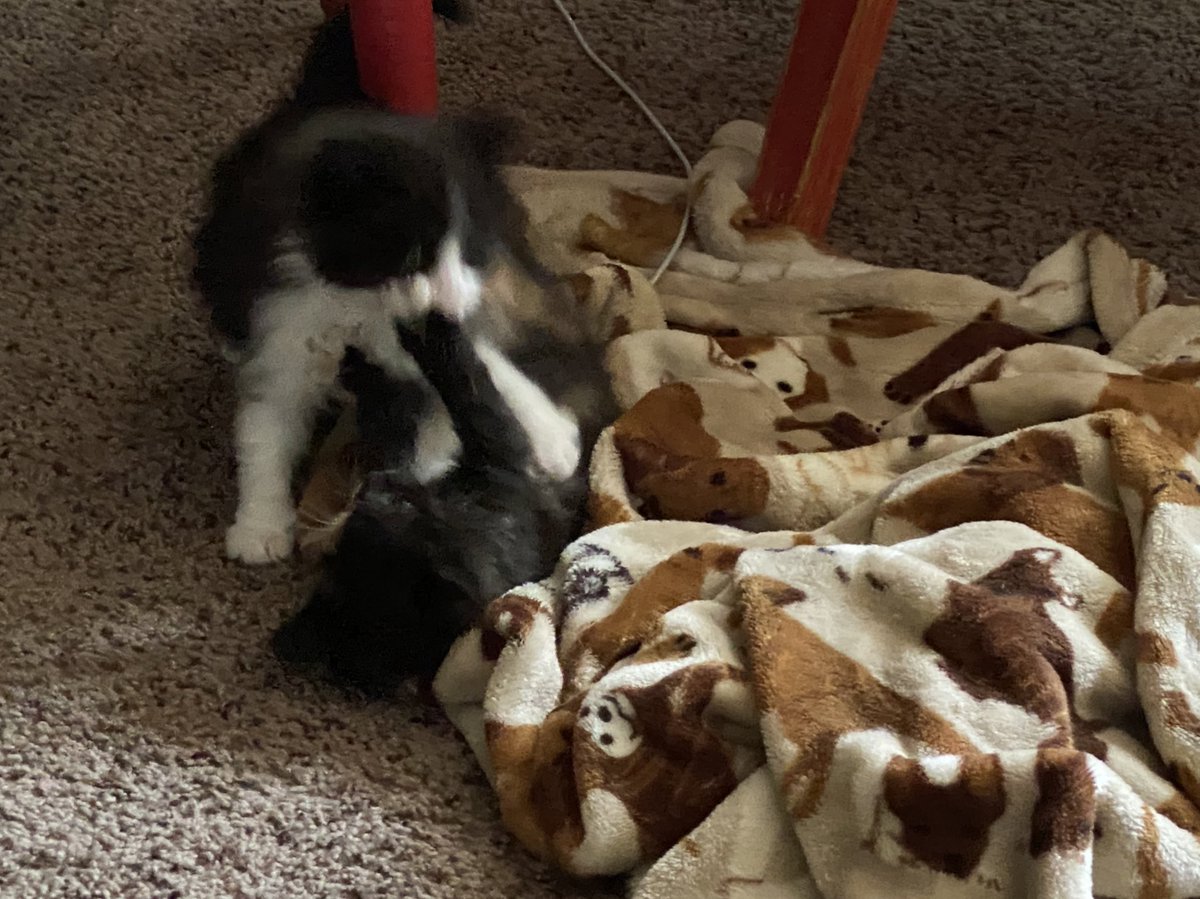 fireball vibing in the corner