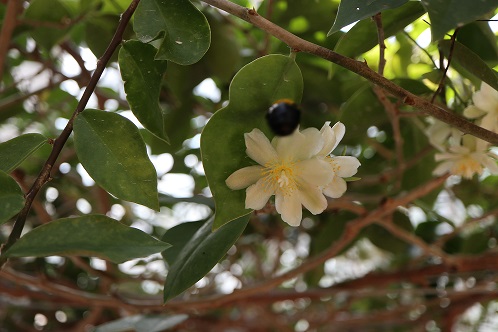 名古屋市東山動植物園 続 モクキリン 昨日開花したモクキリンの花 に特別ゲストが来園 とっても急がれていたので後ろ姿しか撮影できませんでした 画像の中央あたりの黒い粒のように見えるのが特別ゲストの ハチさん です 次回はゆっくり来園して