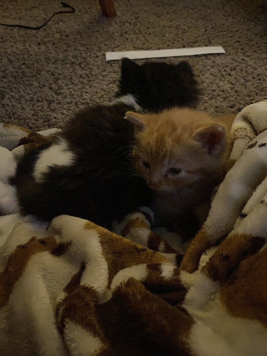 fireball vibing in the corner