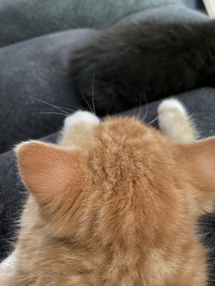 fireball vibing in the corner