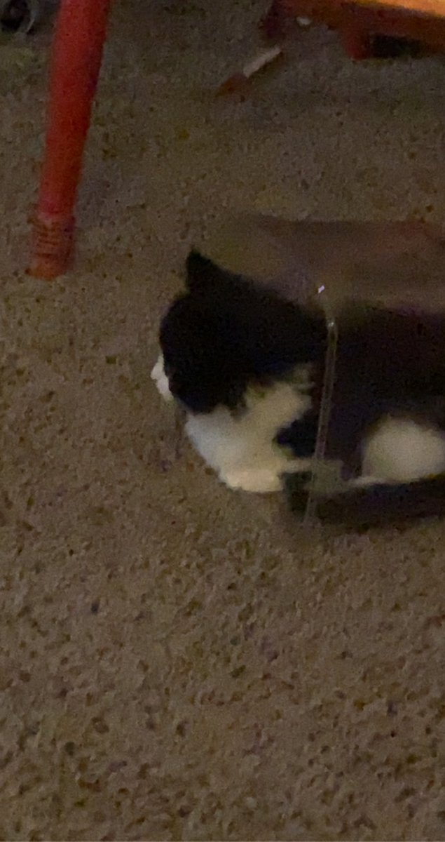 fireball vibing in the corner