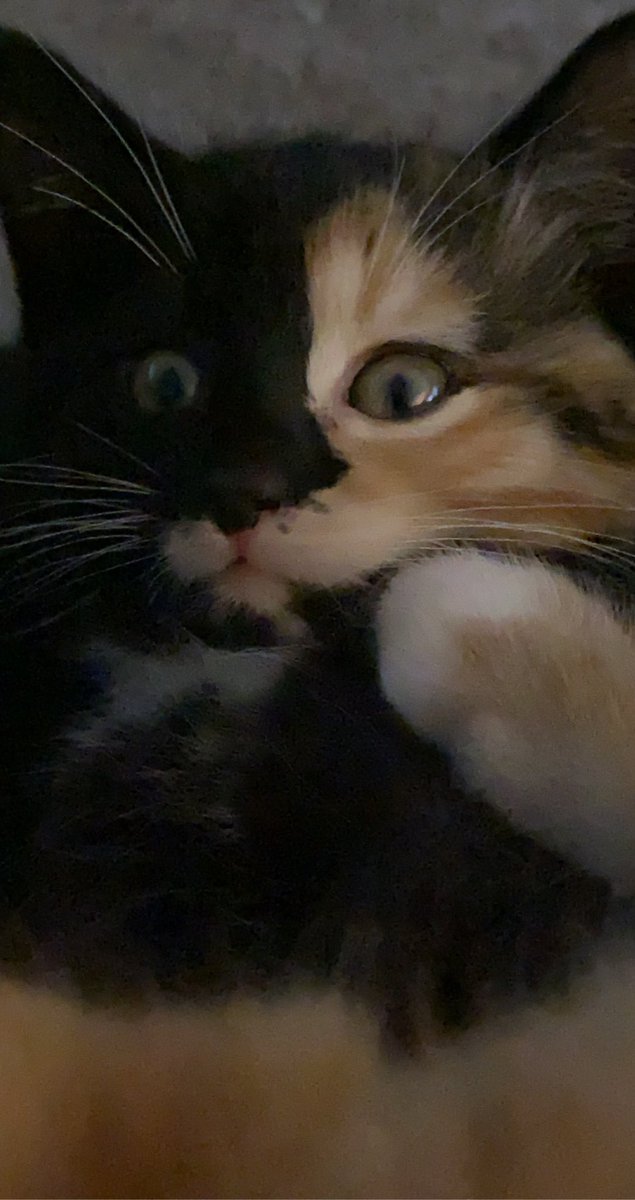 fireball vibing in the corner