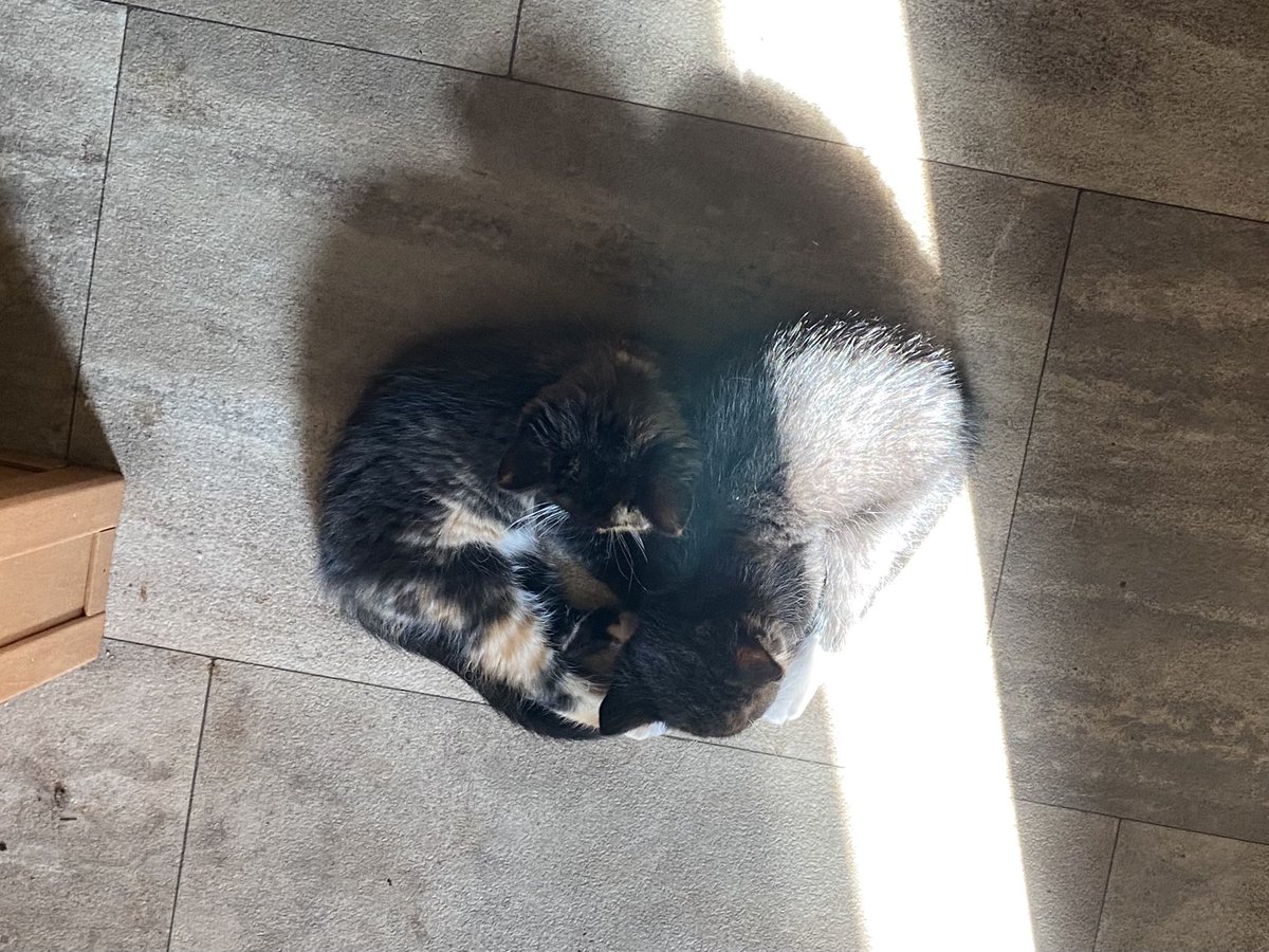 fireball vibing in the corner