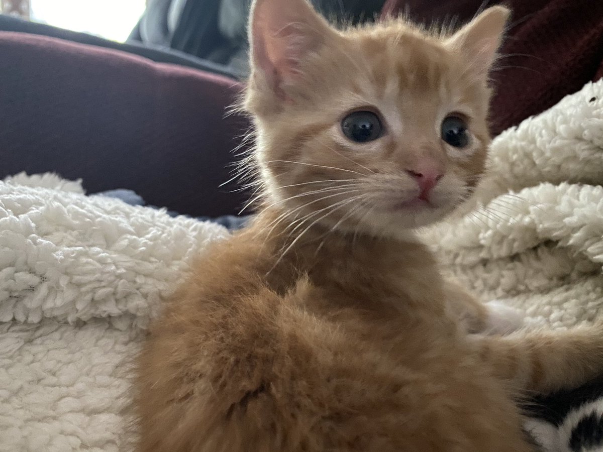 fireball vibing in the corner