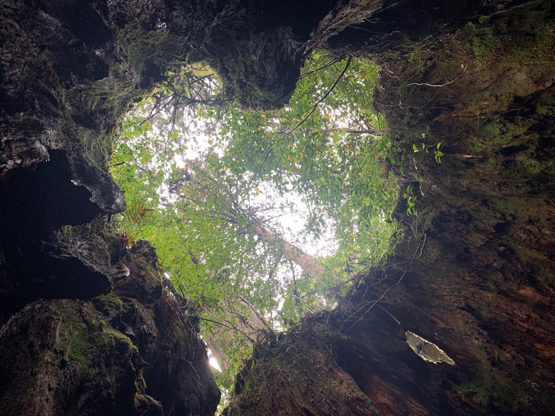 ぶらっくぽんた ハートの形 ウィルソン株 In 屋久島町 鹿児島県 T Co Qhfyxuluny T Co Pydx8r3wzl Twitter
