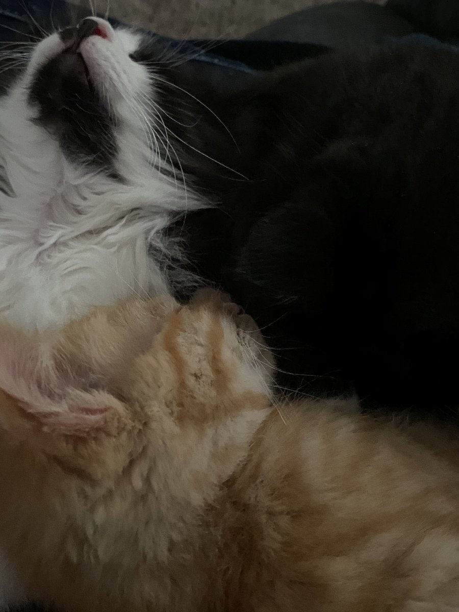 fireball vibing in the corner