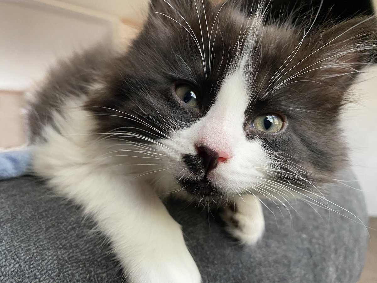 fireball vibing in the corner