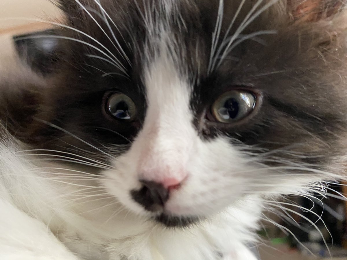 fireball vibing in the corner