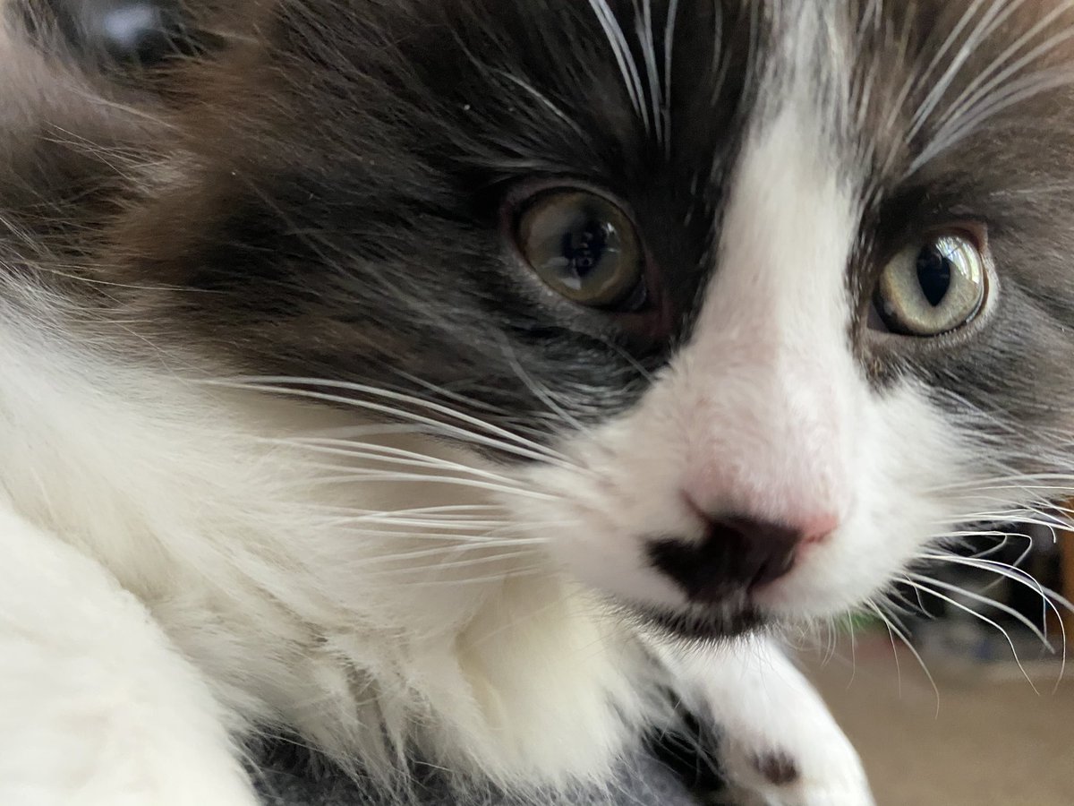 fireball vibing in the corner