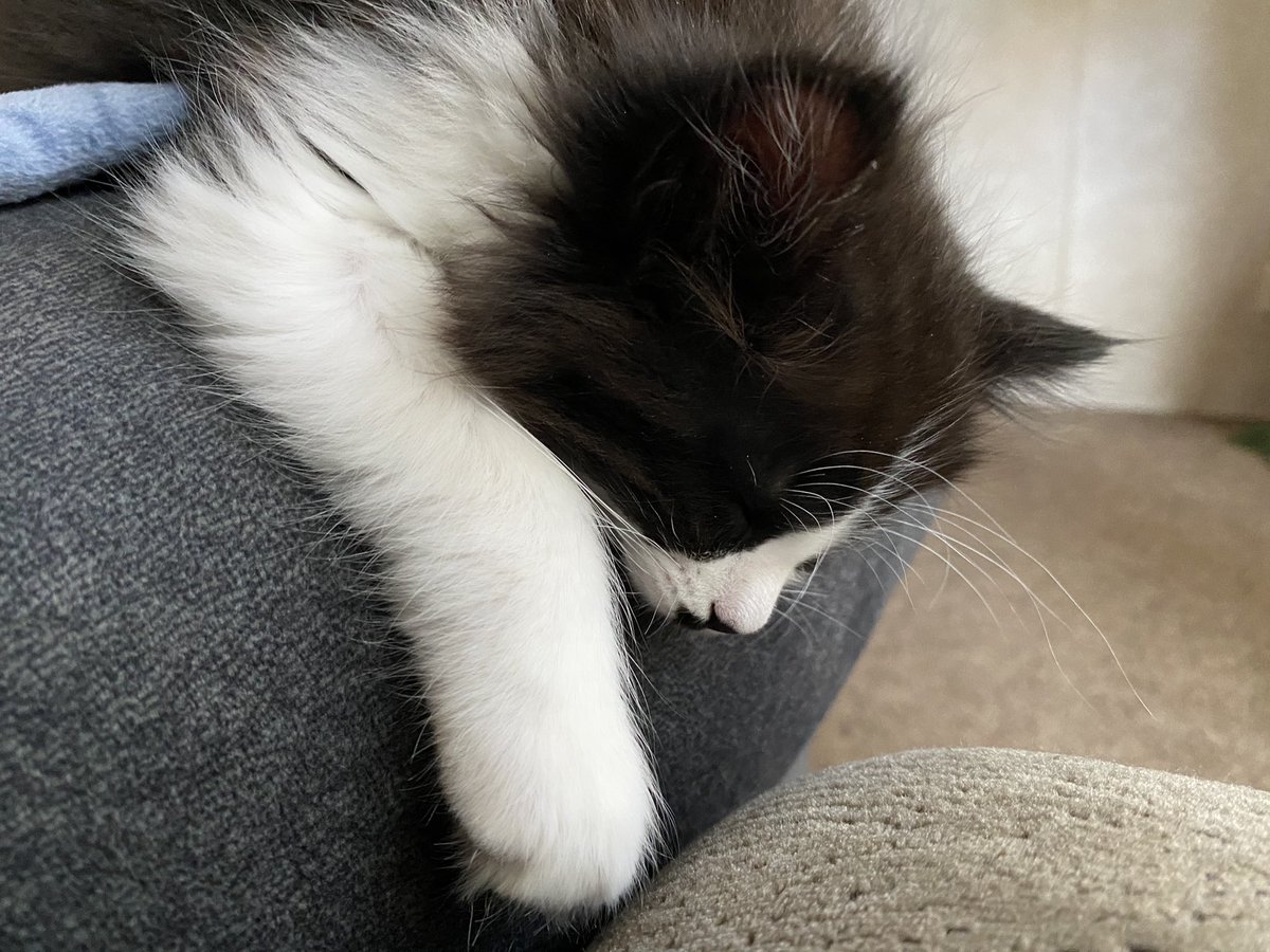 fireball vibing in the corner