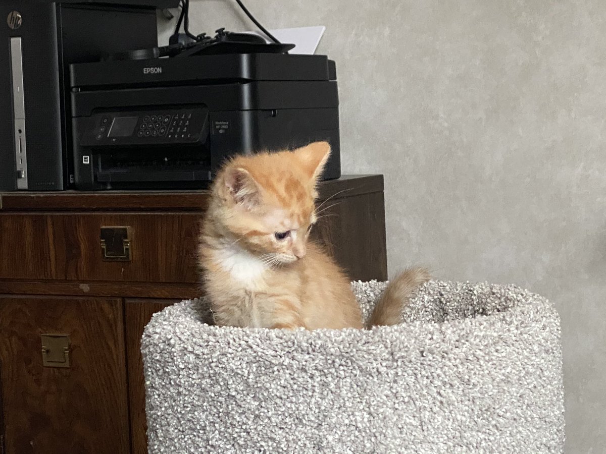 fireball vibing in the corner