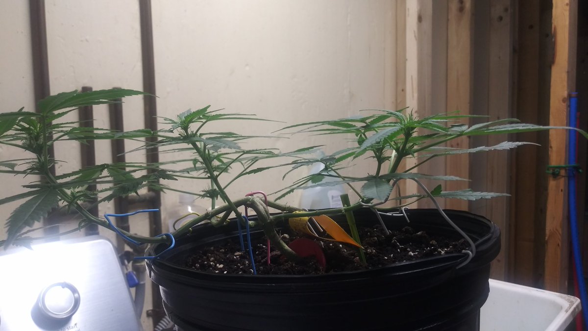 MICannabisClub's tweet photo. its a girl! #CannabisCommunity #cannabisculture #homegrown #spacebucket https://t.co/E62KRVoeaN