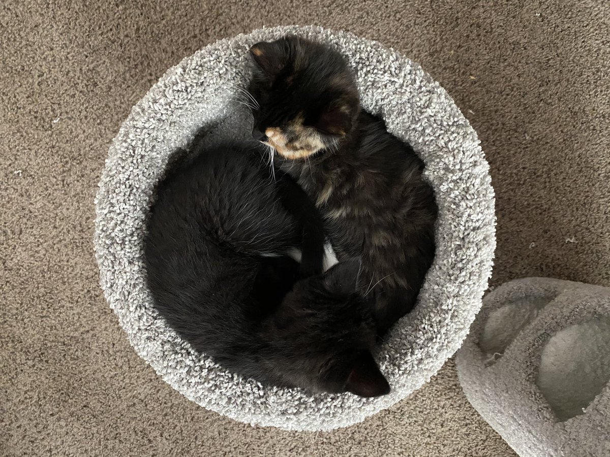 fireball vibing in the corner