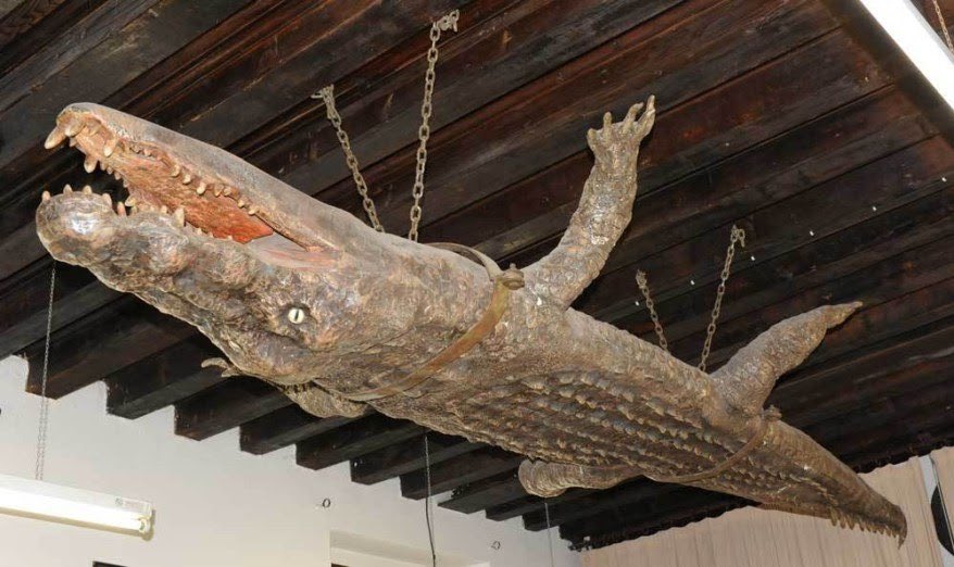 I found another ceiling crocodile in a church this one resides inside the Church of Santa Maria della Pace where they hang upside down with their head pointed towards Verona and the tail towards the altar of the Madonna.