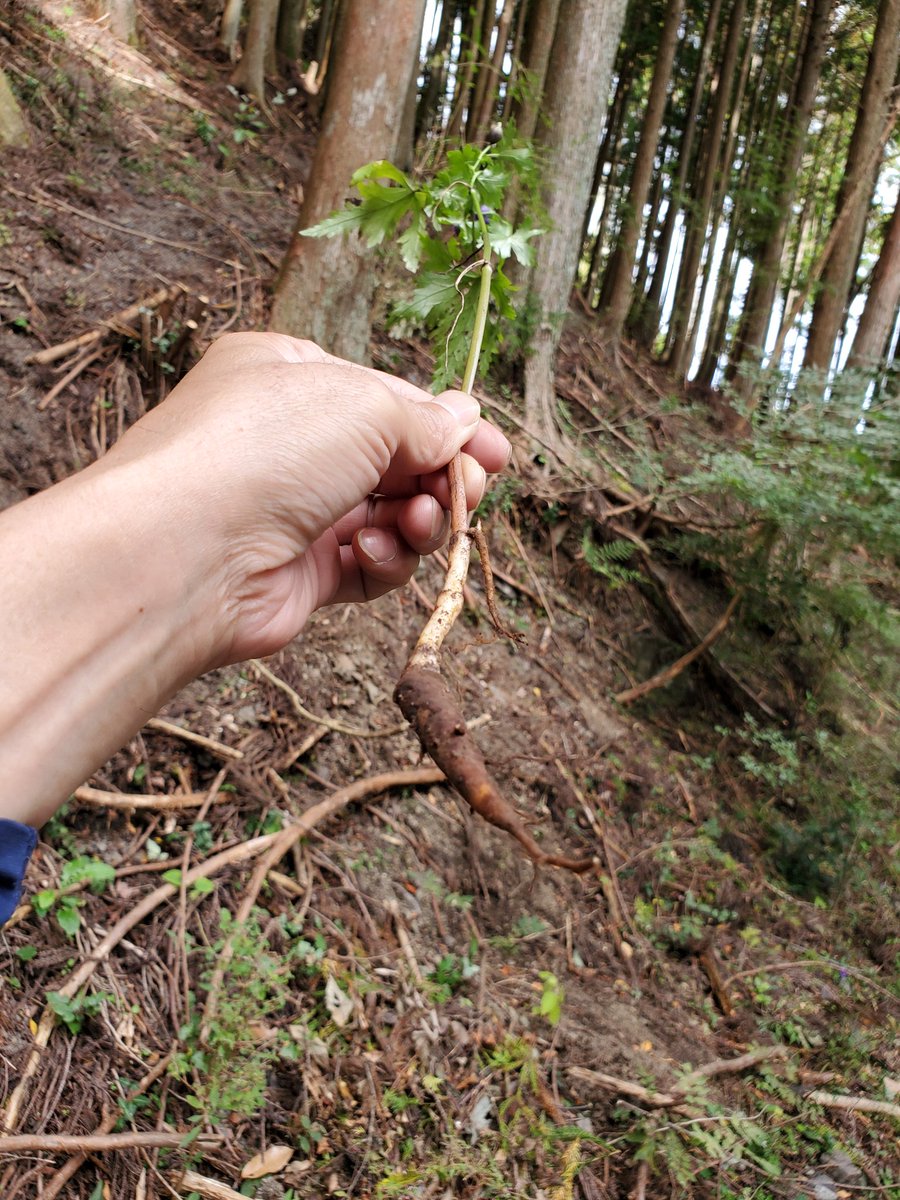 YajyZyvhgQ1wkXU's tweet image. トリカブト(鳥兜)　取ったドォ～😜
#サスペンスのアイテム
#綺麗な花には毒がある
#GoToheaven