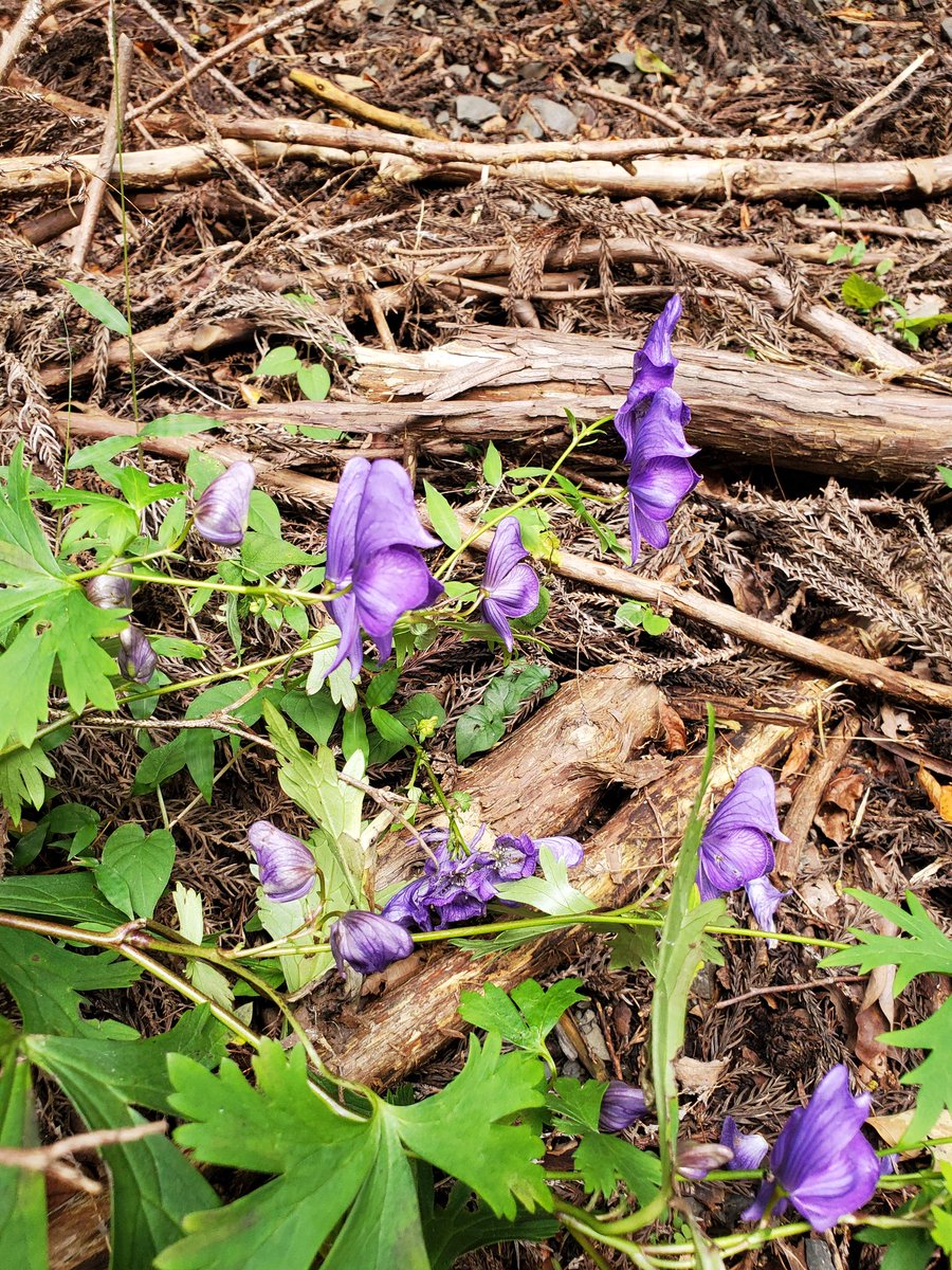 YajyZyvhgQ1wkXU's tweet image. トリカブト(鳥兜)　取ったドォ～😜
#サスペンスのアイテム
#綺麗な花には毒がある
#GoToheaven