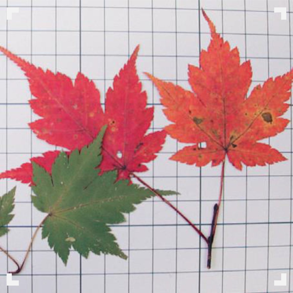 Jaxa宇宙教育センター 観察カードや図鑑を作ろう 秋にいろいろな草木が色づくことを もみじ といいますが もみじ 狩り というとカエデの紅葉を指します カエデは紅葉を代表する植物なのですね 色々な種類のカエデの葉を集め 図鑑を作って