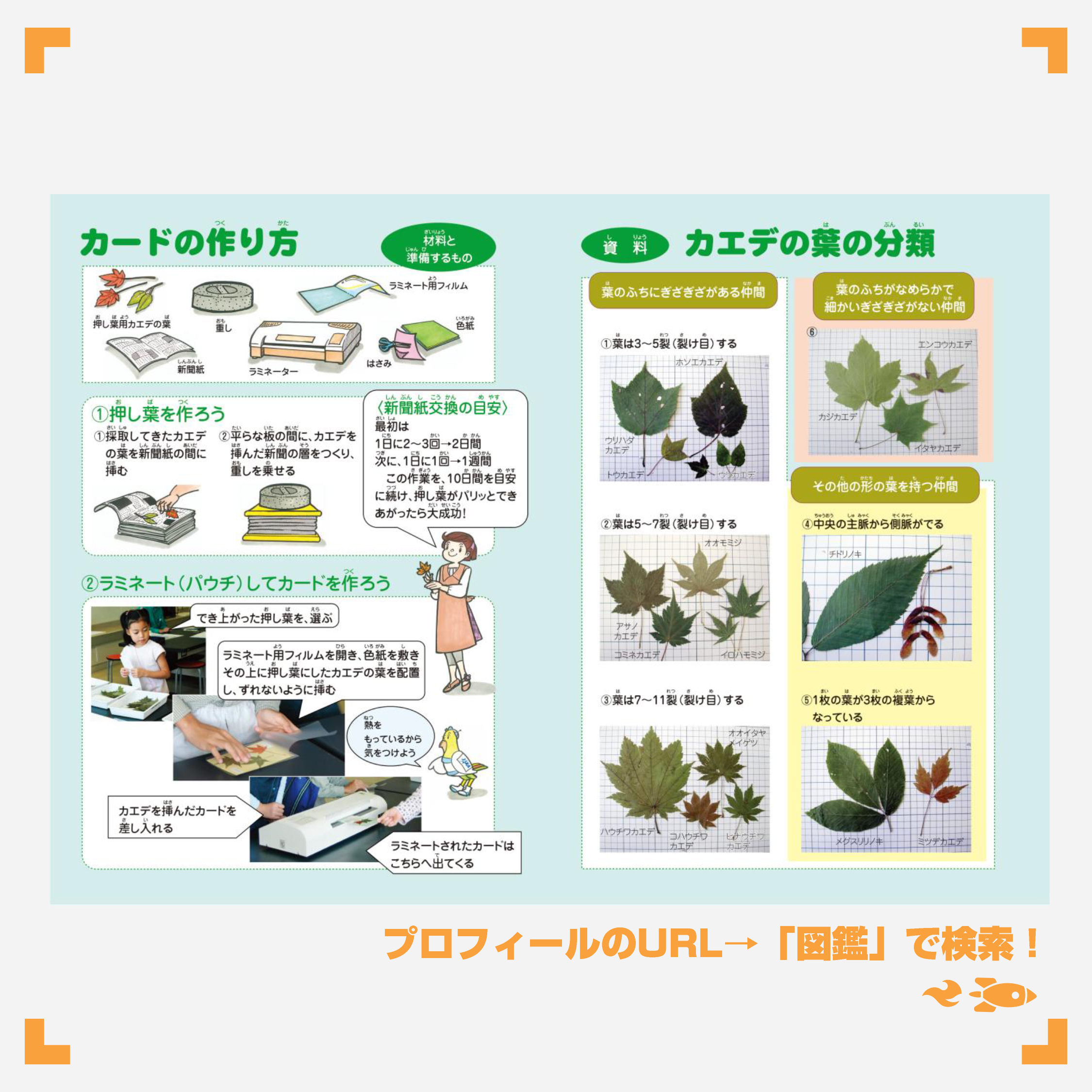 Jaxa宇宙教育センター 観察カードや図鑑を作ろう 秋にいろいろな草木が色づくことを もみじ といいますが もみじ 狩り というとカエデの紅葉を指します カエデは紅葉を代表する植物なのですね 色々な種類のカエデの葉を集め 図鑑を作って